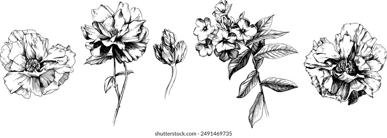 Flores botánicas dibujadas a mano. Flor silvestre de hoja de primavera aislada. Tinta grabada en blanco y negro. Ilustración aislada.