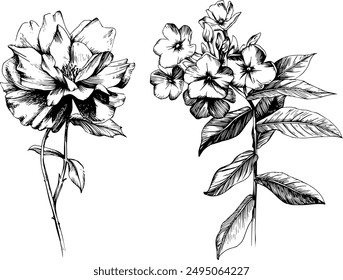 Flores botánicas dibujadas a mano. Flor silvestre de hoja de primavera aislada. Arte de tinta grabada en blanco y negro. Elemento de ilustración aislado sobre fondo blanco.