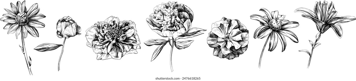 Floral botanical flowers set. Wildflower isolated collection. Black and white engraved ink art illustration element on white background.