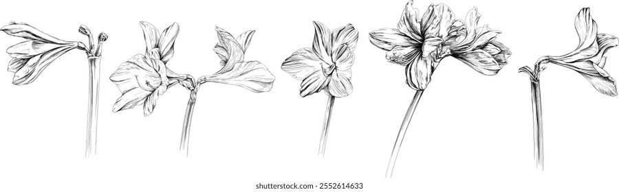 Flores botânicas florais. Flor selvagem de folha de primavera selvagem isolada. Elemento de arte de tinta gravado em preto e branco sobre fundo branco.