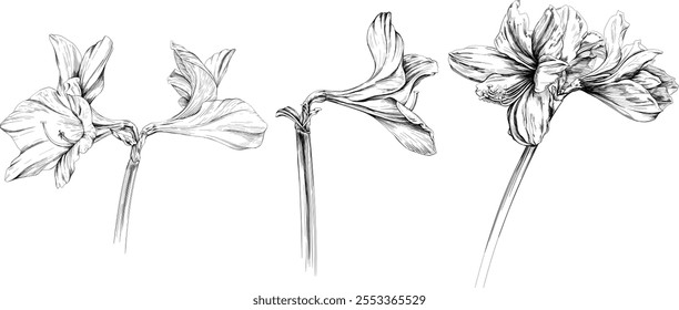 Flores botânicas florais. Flor selvagem de folha de primavera selvagem isolada. Elemento de arte de tinta gravado em preto e branco sobre fundo branco.