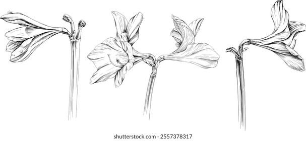 Floral botanical flowers. Wild spring leaf wildflower isolated. Black and white engraved ink art element on white background.