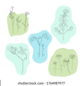 Floral botanical set with hand drawn line art herbs.Wild meadow flowers.Field bell, cornflower,sunflower, daisies,clover, delphinium, aquilegia.Art for wedding invitation,vegan cafe,flower shop logo