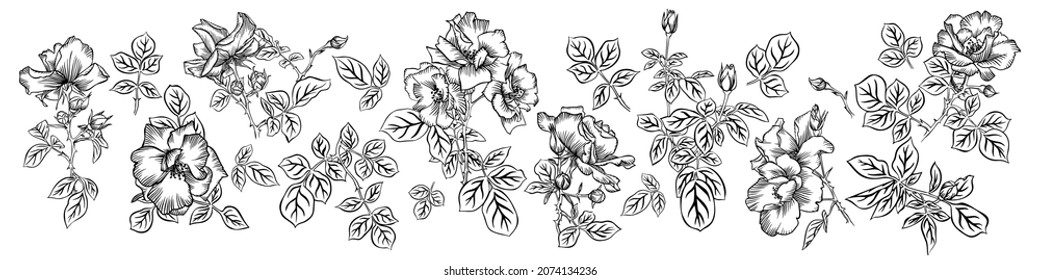 Floral botanical set made of blossom roses and leaves isolated on white. Line pencil drawing, Vintage style.