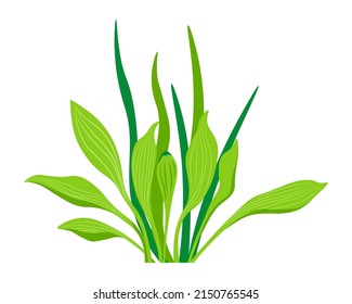 Floral botany decoration, isolated plant with leaves and foliage. Lush greenery florist shop assortment or growth at home. Office of house decor for interior or garden design. Vector in flat style