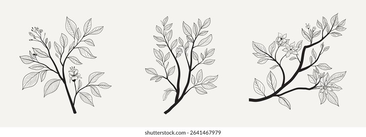 Floral Botany Flower Drawings Collection. Line Art Tree Branch.