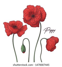 Floral botany illustrations. Vector sketches poppy flowers. Isolated objects for your design. Each object can be changed and moved.