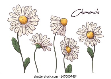 Floral botany illustrations. Vector sketches chamomile flowers. Isolated objects for your design. Each object can be changed and moved.