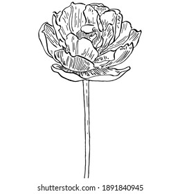 Floral Botany Isolated sketch. Tulip flower drawings. Black and white with on white backgrounds. Hand Drawn Illustrations.