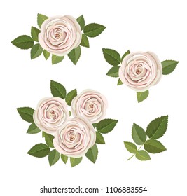 floral bouquet, design concept, peach roses set; Vector illustration