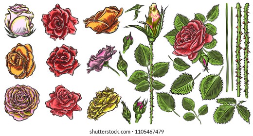 Floral bouquet design elements with garden red roses flowers on branch stems with green leaves in color. Editable elements set for wedding invite card or postcard. Vector.