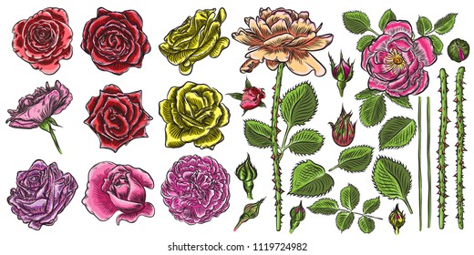 Floral bouquet design elements with garden red roses flowers on branch stems with green leaves in color. Editable elements set for wedding invite card or postcard. Vector.