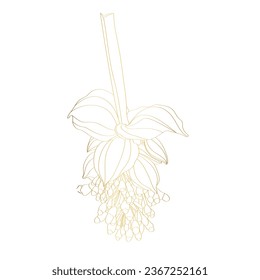 Floral bouquet design: garden golden line Medinilla flower. Wedding invite card. Design element.