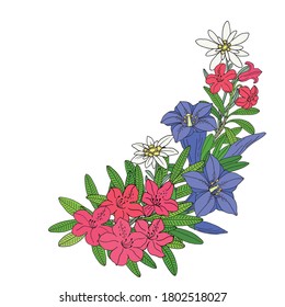 Floral bouquet with edelweiss, gentian and rhododendron. Montain wildflowers. Hand drawn sketch. Vector drawing isolated on white background.