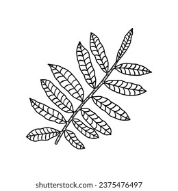 floral branch. hand drawn of plant vector illustration