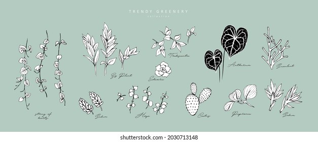 Floral branch. Hand drawn wedding herb, homeplant with elegant leaves for invitation save the date card design. Botanical rustic