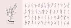 Floral Branch And Minimalist Leaves For Logo Or Tattoo. Hand Drawn Line Wedding Herb, Elegant Wildflowers. Minimal Line Art Drawing For Print, Cover Or Wallpaper