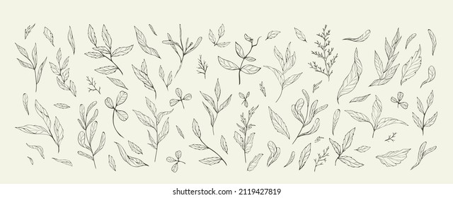 Floral Branch And Minimalist Leaves For Logo Or Tattoo. Hand Drawn Line Wedding Herb, Elegant Leaves For Invitation Save The Date Card. Botanical Rustic Trendy Greenery