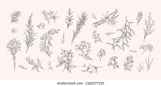 Floral branch and minimalist leaves for logo. Hand drawn line wedding herb. Minimal line art drawing for print, cover or wallpaper