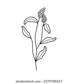 Floral branch and minimalistic leaves for logo or tattoo, print. Hand drawn wedding grass, elegant wildflowers. Minimal drawing for print, cover or wallpaper	