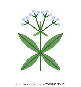 Floral branch with spring tiny blossoms, leaves, stem. Stylized botanical nature design element. Flower blooms, field wildflower. Flat graphic vector illustration isolated on white background
