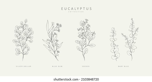 Floral branches of different types of eucalyptus, silver dollar, baby blue, blue gum, seeded. Hand drawn wedding herb with elegant leaves