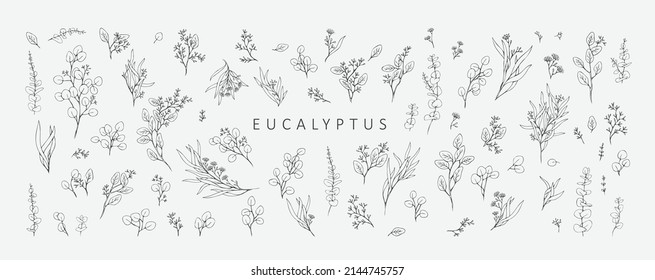 Floral branches of different types of eucalyptus, silver dollar, baby blue, blue gum, seeded. Hand drawn wedding herb with elegant leaves