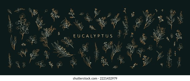 Floral branches of different types of eucalyptus, silver dollar, baby blue, blue gum, seeded. Hand drawn wedding herb with elegant leaves