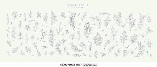 Floral branches of different types of eucalyptus, silver dollar, baby blue, blue gum, seeded. Hand drawn wedding herb with elegant leaves