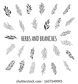 Floral branches and herbs set. Elegant background with botanic elements for wedding. Vector isolated spring flourish pattern.