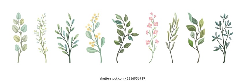 Floral Branches and Twigs with Leafy Stalk or Stem Vector Set