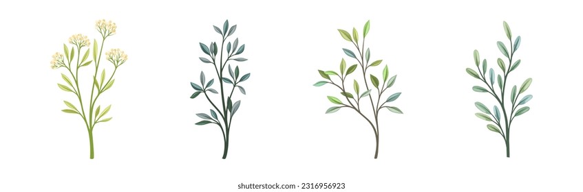 Floral Branches and Twigs with Leafy Stalk or Stem Vector Set