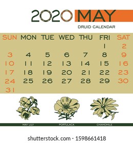 Floral calendar Druid May 2020. May flowers: may lily, purslane, chamomile
