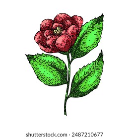 floral camellia hand drawn. rose leaf, wedding pink, bud outline floral camellia vector sketch. isolated color illustration