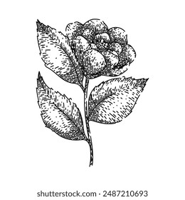 floral camellia hand drawn. rose leaf, wedding pink, bud outline floral camellia vector sketch. isolated black illustration