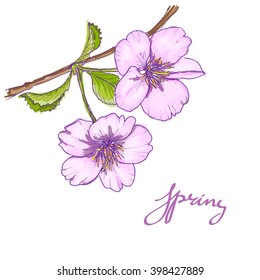 Floral card with cherry blossoms, flowers composition, hand drawn color vector illustration. Ink drawing flowers. Contour pencil drawing. Hand drawn sketch. Drawn sketch of flowers. Doodles hand drawn