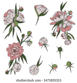 Floral clip art with peony flowers hand drawn botany isolated illustration