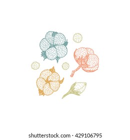Floral collection. Cotton vector Set. Cotton plant icons. Hand drawn doodle cotton branches, cotton buds