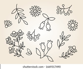 Floral Collection of cute leaves, chamomile, Rowan, hawthorn, rose hip, dog rose, healing herbs. Outline, romantic style. Vector Isolated Graphic Design Elements and Illustration. Outline doodle.