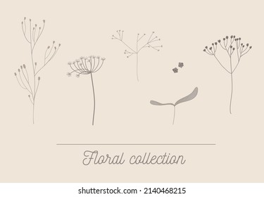 Floral collection of the dry herbs