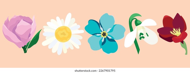 Floral collection of flower buds. Magnolia, chamomile, forget-me-not, snowdrop, freesia. Spring art print with botanical elements. Vector isolated elements.