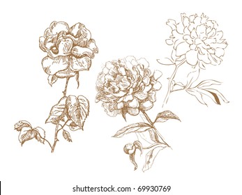 Floral collection. Hand-drawn illustrations