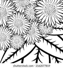 Floral colouring book page template. Outline sketch, contour drawing, graphic vector illustration isolated on white background. Anti stress activity. Sunflower pattern.