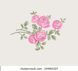 Floral composition. Branch bush pink rose garden. Vintage vector. Design element.