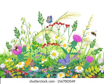 Floral composition made with summer meadow plants and insects. Grass, colorful wild flowers,  bumblebees and butterflies on white background.  Vector flat illustration.