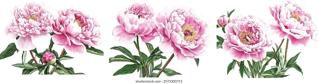 Floral composition of pink english roses, buds and leaves isolated on white background. Hand painted watercolor illustration vector 