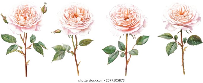 Floral composition of pink english roses, buds and leaves isolated on white background. Hand painted watercolor illustration vector 
