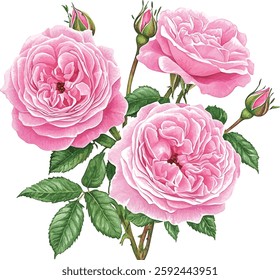 Floral composition of pink english roses, buds and leaves isolated on white background. Hand painted watercolor illustration vector 
