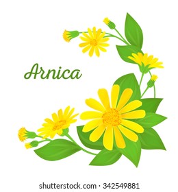 Floral composition with text. Branches of arnica with flowers, buds and leaves. Vector illustration for use in web design, print or other visual area.