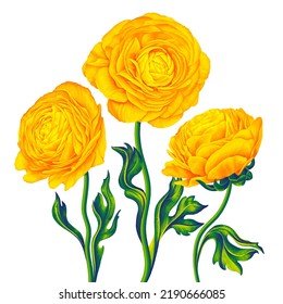 Composición floral con flores vectoriales Ranunculus, Batrachium amarillo. Ilustración botánica por vector de mano detallada para tu diseño, postales, afiches promocionales y banners de medios sociales.